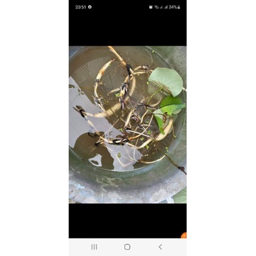 Giống hoa sen ngàn cánh