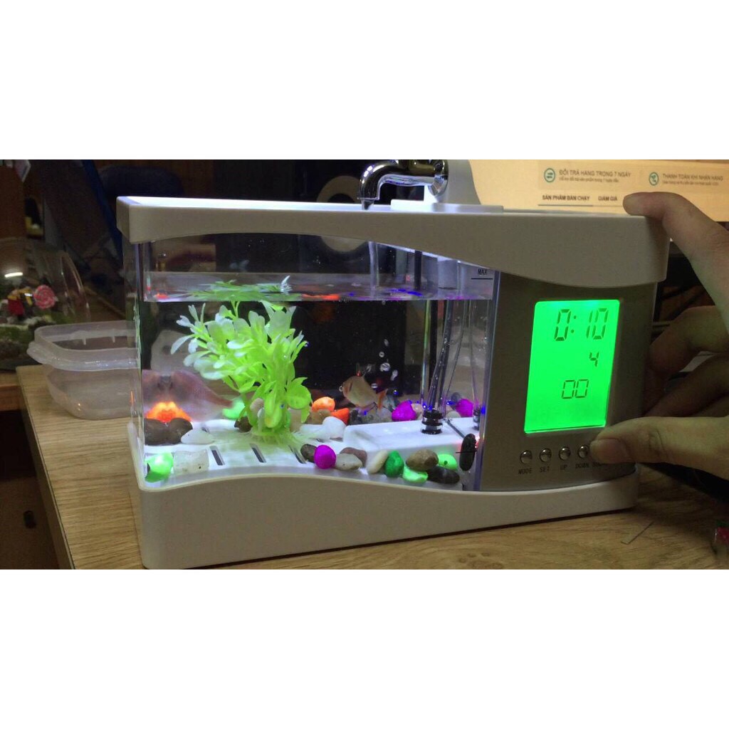 Bể Cá Mini Để Bàn Phong Thủy