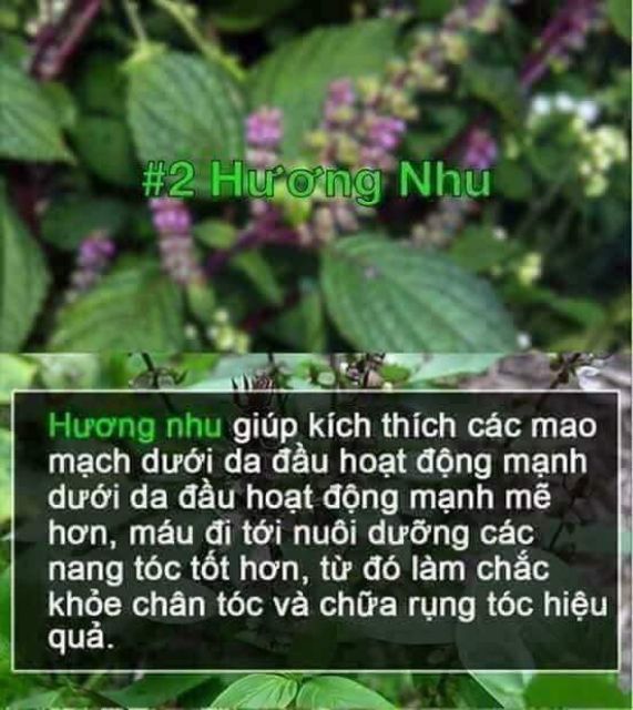 Túi lọc gội đầu kèm xả