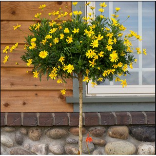 [Chamomile woody] - 30 Hạt Giống Cúc Thân Gỗ