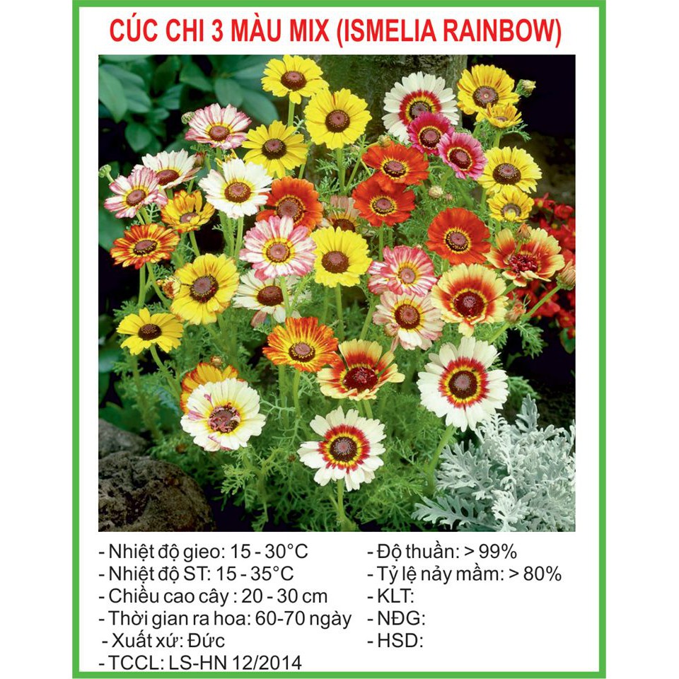 [Rẻ Vô Địch] Hạt Giống Cúc chi 3 màu Rainbow Mix 50 Hạt/ Gói golden seed