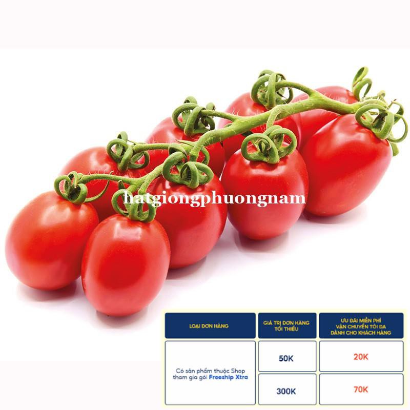 20H - HẠT GIỐNG CÀ CHUA CHERRY ĐỎ