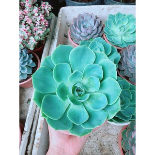 Sen Đá Xanh Đất Size Đại