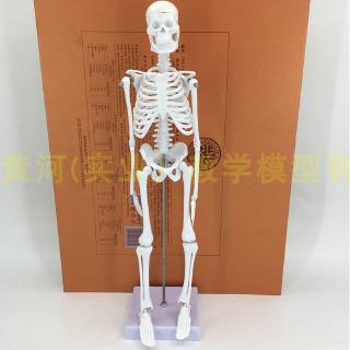 Mô Hình Bộ Xương Người 85cm