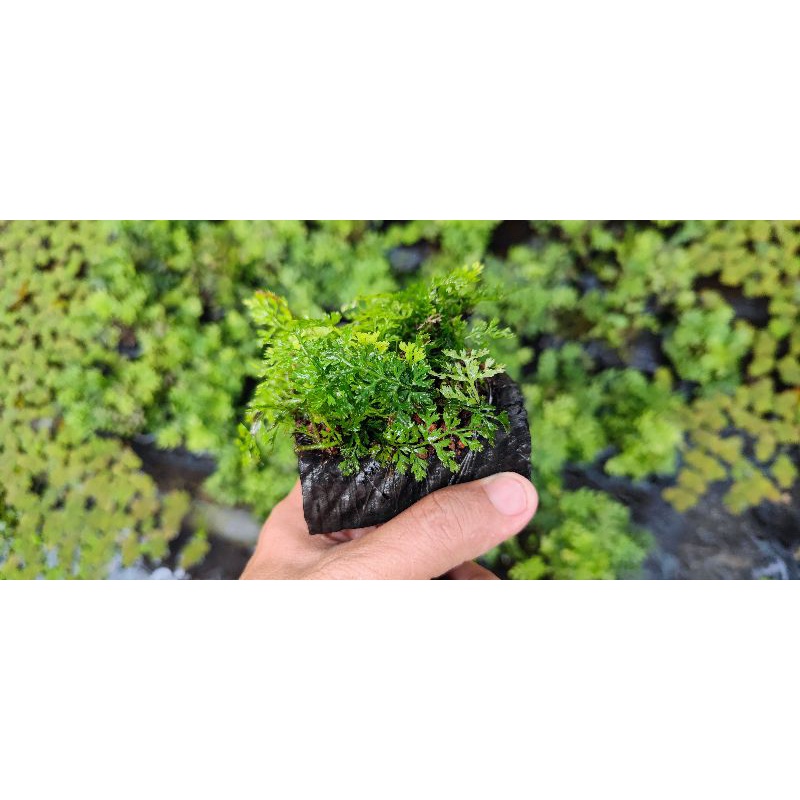 Dương xỉ châu phi mini-Huấn_Sinh_Vật_Cảnh