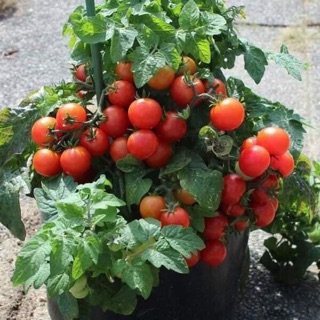 Hạt Giống Cà Chua Kiểng Lùn (Red Mini Dwaft Tomato)