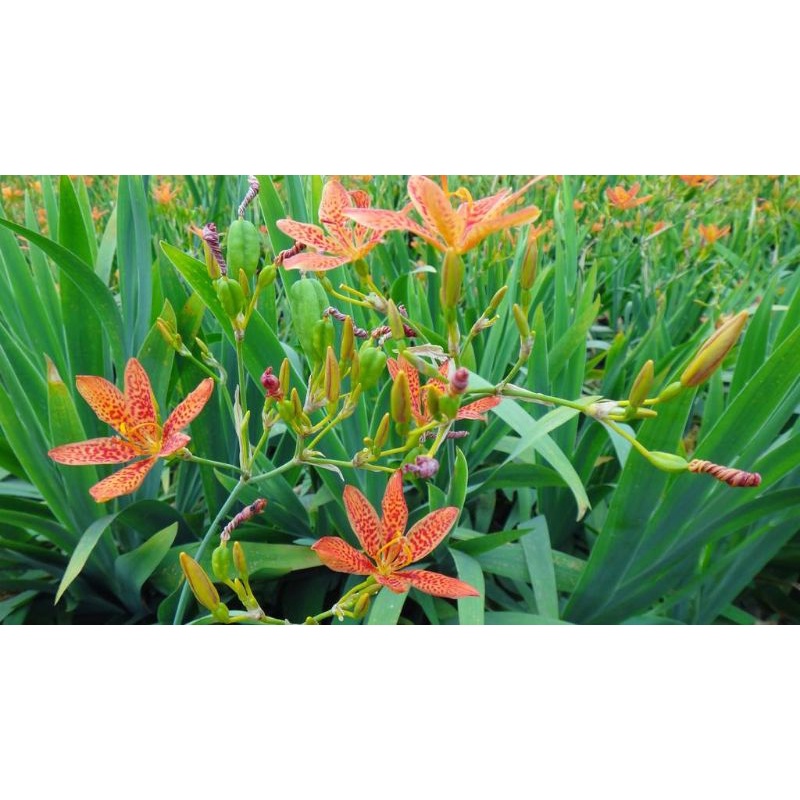 Cây xạ can chữa ho