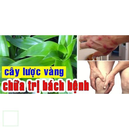 1kg cây lược vàng khô hàng loại 1 ( tạo khách sỉ)