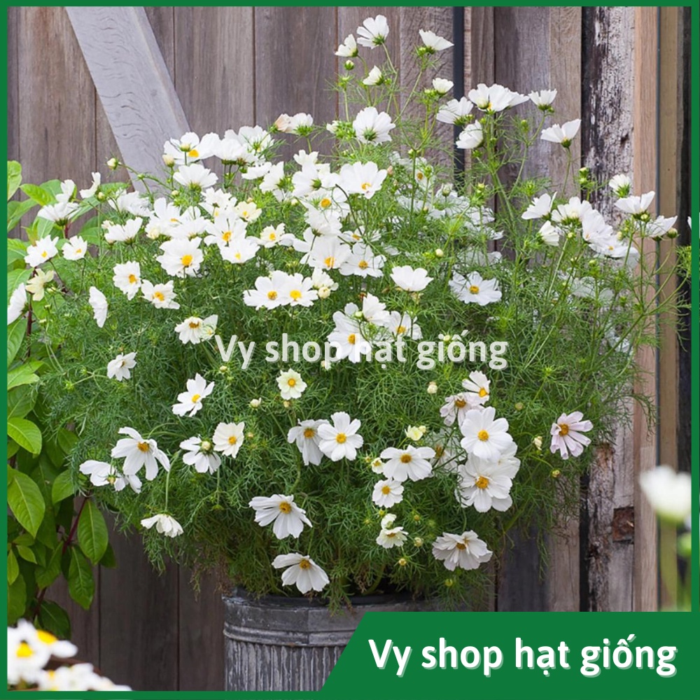 Hạt giống hoa sao nhái trắng Sonata nguyên gói 300 hạt