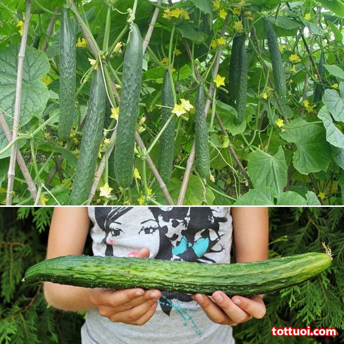 Hạt Giống Dưa Chuột Nhật Siêu Dài Giòn Ân Ngon 5 Hạt