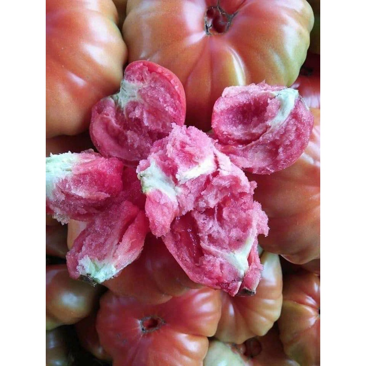 🌱 Cà chua múi Sơn La nảy mầm 100%