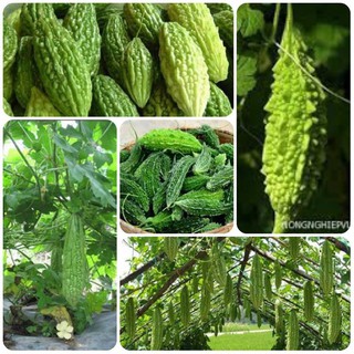 Hạt giống Mướp Đắng sai quả nhập khẩu Thái Lan - 10 hạt