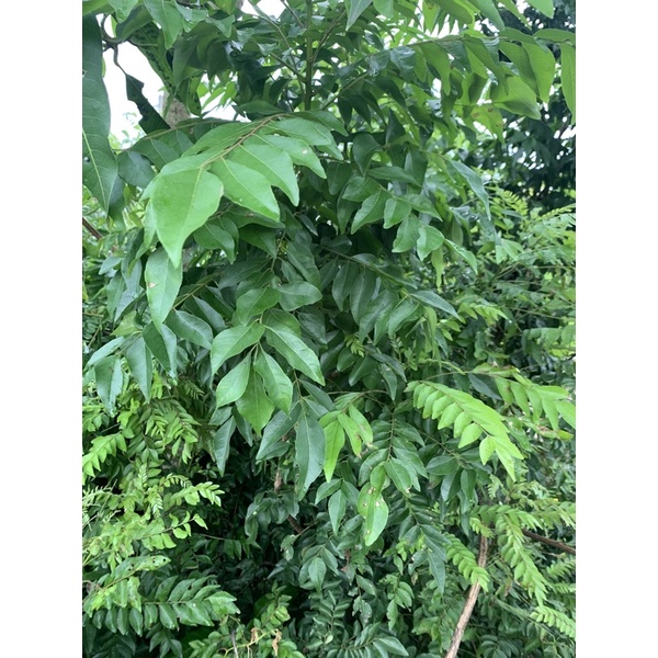 Lá cà ri 100g tươi khô