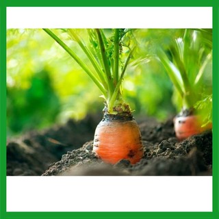 Hạt giống Cà Rốt
