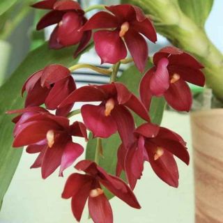 Thiên Nga đỏ cây giống