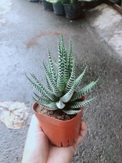 Móng Rồng Mang Lại May Mắn