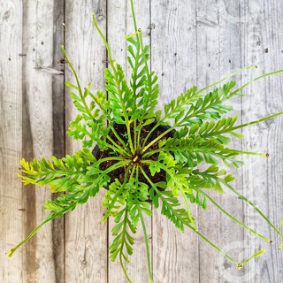 Dương xỉ xương cá (Asplenium x Kenzoi)