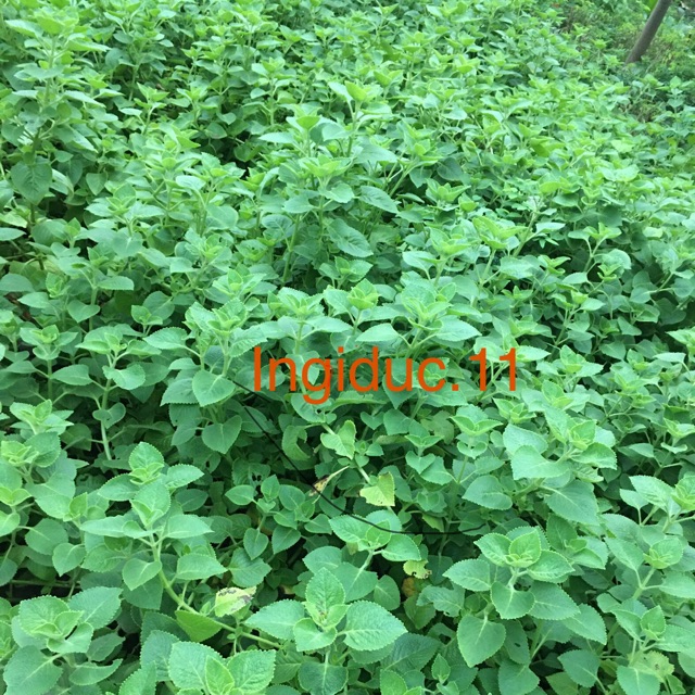 500g lá húng chanh tươi