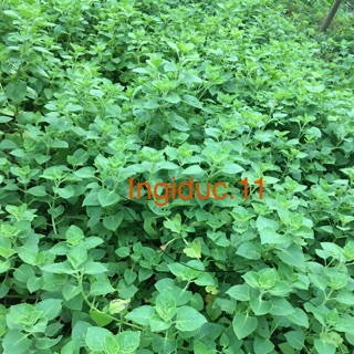 Lá húng chanh tươi nhà trồng