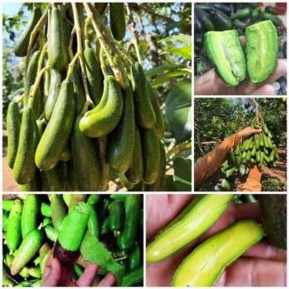 Cây giống bơ tý hon không hạt