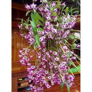 LAN HOÀNG THẢO ĐÙI GÀ GIỐNG