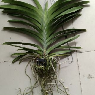 Vanda trưởng thành sắp hoa
