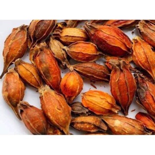 100gr Hạt chi tử - hạt dành dành - bài thuốc quý