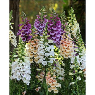 Hạt giống hoa mao địa hoàng nhiều màu - gói 50 hạt