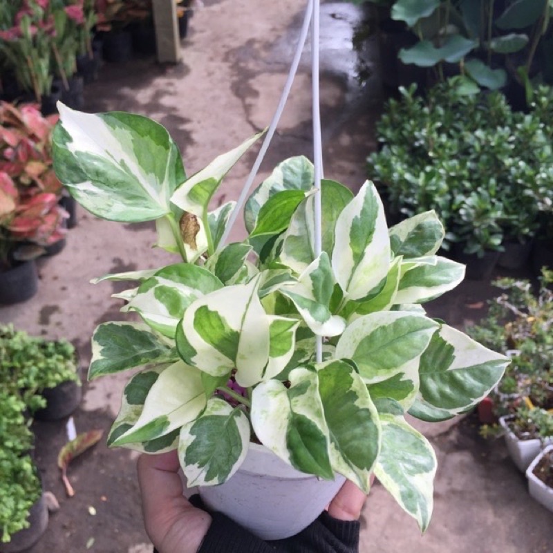 Trầu bà sữa