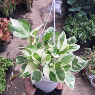 Trầu bà sữa
