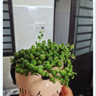 SEN ĐÁ GIỌT NƯỚC🌵SIZE6CM🌵SEN ĐÀ LAT🌵THUẤN SỨ NÓNG🌵FREESHIP🌵1 ĐỔI 1