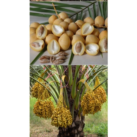 cây chà Là giống