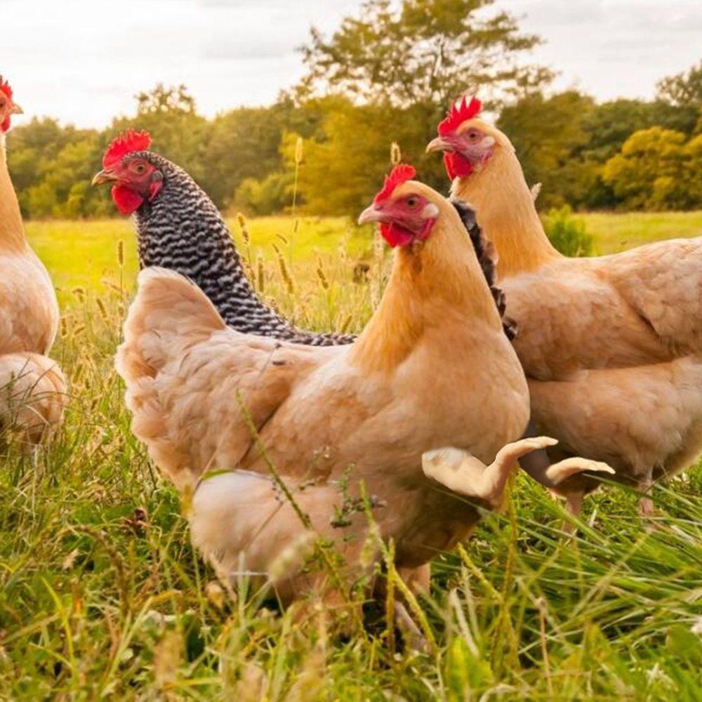 MOCHO Cánh Tay Gà T-Rex Đồ Chơi Cho Chim