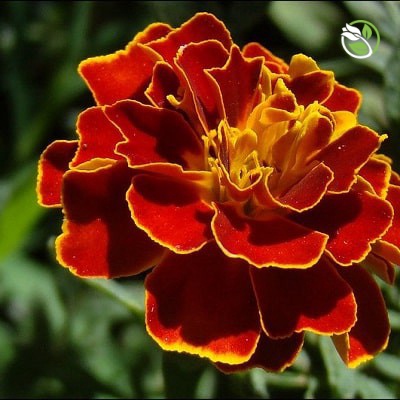 Hạt Giống Hoa Vạn Thọ Pháp PN-06 Phú Nông - Gói 0.2-1g - French Marigold