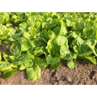 Xà Lách RĐ 357 ( 50 gr ) - Rạng Đông