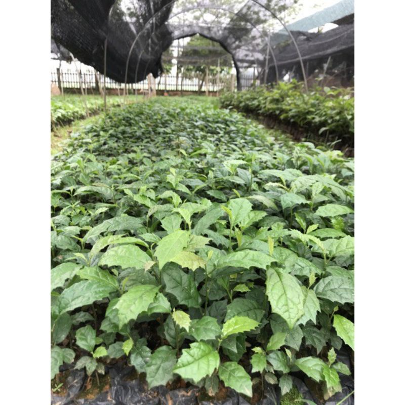 Cây xạ đen Hòa Bình