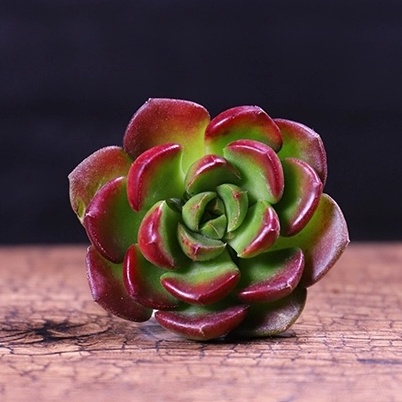 Sen đá Nhật Nguyệt socola Full Size đã thuần khí hậu, sen đá để bàn, Siêu khỏe, trang trí decor phòng, sân vườn soen_sho
