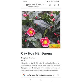 combo 3 cây giống hải đường