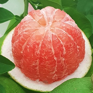 Bưởi da xanh hữu cơ size 1kg-2kg/quả