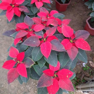 Cây trạng nguyên lá đỏ