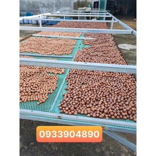 Hạt mắc ca ĐAKLAK sạch nhà trồng