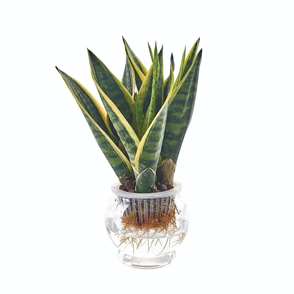 Bình Cắm Hoa Bằng Nhựa Trong Suốt Đa Năng Chất Lượng Cao