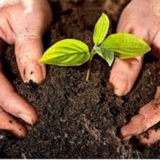 20L ĐẤT HỮU CƠ TRỒNG RAU. HOA KIỂNG