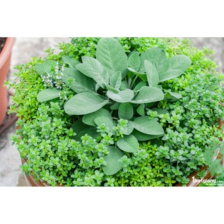 20h Hạt Giống Xô Thơm Sage