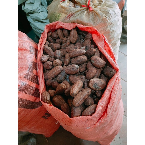 Chuối Hột Rừng Lai Châu [ Giá Huỷ Diệt 1kg chuối mật ]