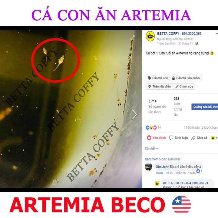 🥣 Artemia Sấy Khô Dạng Bột Cho Cá  BETTA COFFY ☕️