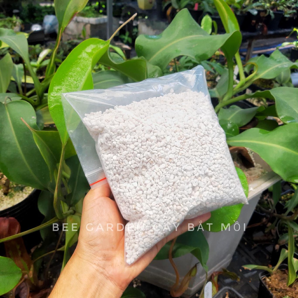 Đá perlite, đá trân châu  size 3-6mm dùng để trồng sen đá, cây bắt mồi, cây cảnh