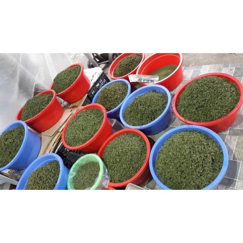 Nụ hoa tam thất chuẩn