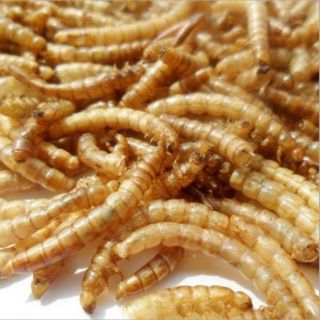 Sâu Mealworm sấy cho hamster- 100gram