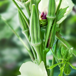 Hạt giống đậu bắp gói 20 gam
